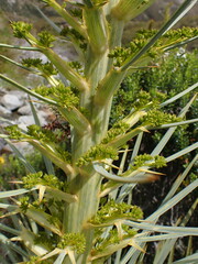 Aciphylla scott-thomsonii