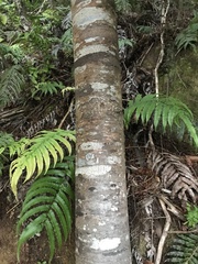 Phyllocladus trichomanoides