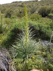 Aciphylla scott-thomsonii