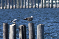 Larus argentatus
