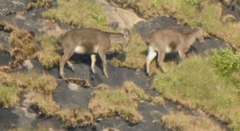 Nilgiritragus hylocrius