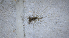 Scutigeromorpha