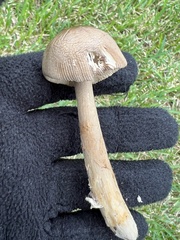 Amanita rhacopus