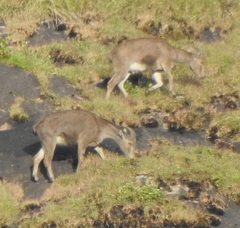 Nilgiritragus hylocrius