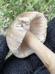 Amanita rhacopus
