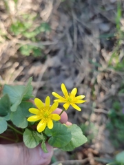 Ficaria verna calthifolia