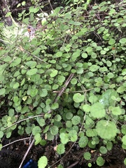 Rhabdothamnus solandri