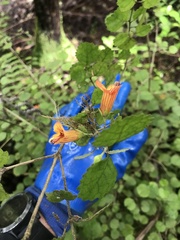 Rhabdothamnus solandri