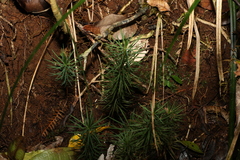 Dawsonia