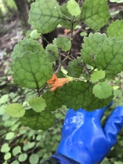 Rhabdothamnus solandri