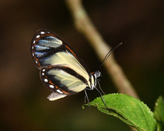 Ithomia salapia