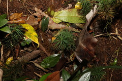 Dawsonia