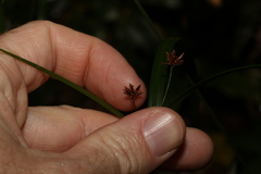Cyperus disjunctus
