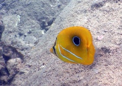 Chaetodon bennetti