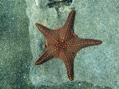 Pentaceraster cumingi