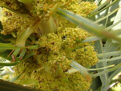 Aciphylla scott-thomsonii