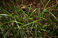 Cyperus disjunctus