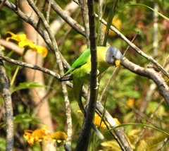 Psittacula cyanocephala