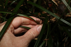 Cyperus disjunctus