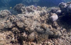 Cymbacephalus beauforti