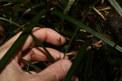 Cyperus disjunctus