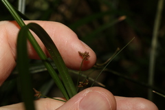 Cyperus disjunctus