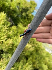 Diamma bicolor