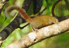 Funambulus tristriatus