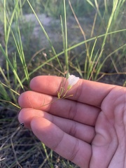 Stylisma pickeringii