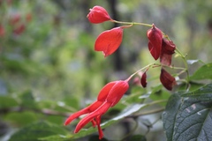 Salvia sessei