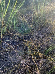 Stylisma pickeringii