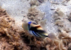 Rhinecanthus aculeatus