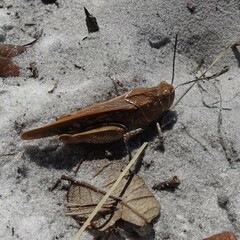 Pardalophora phoenicoptera