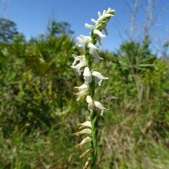 Spiranthes praecox