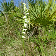 Spiranthes praecox