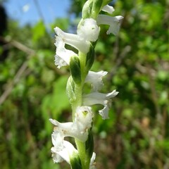 Spiranthes praecox