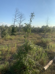 Quercus incana