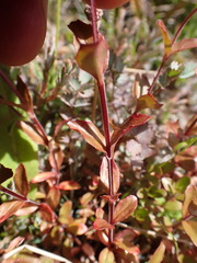 Epilobium chlorifolium