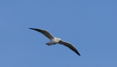 Larus dominicanus