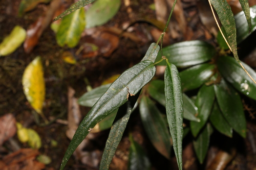 Image of Parsonsia tenuis by (c) Greg Tasney, some rights reserved (CC BY-SA)