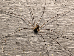 Leptobunus parvulus