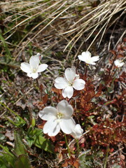 Epilobium chlorifolium