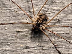 Leptobunus parvulus