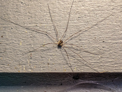 Leptobunus parvulus