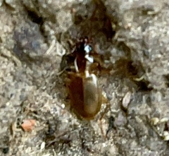 Platynini