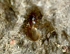 Platynini