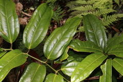 Ripogonum discolor