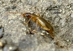 Platynini