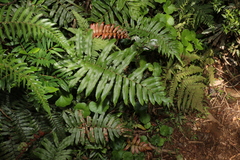 Blechnum wattsii