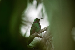 Colibri thalassinus
